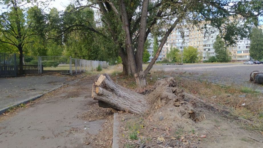 В Днепре вандалы подожгли дерево рядом со школой.