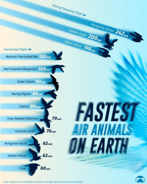 Инфографика: самые быстрые летающие животные по скорости полета.