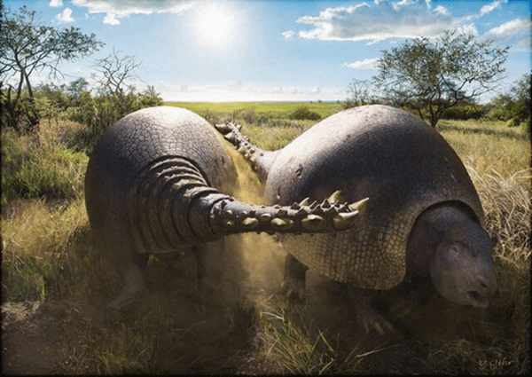 Paleontologists have detailed the aftermath of battles between giant armadillos.