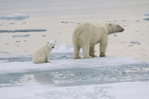 Scientists captured the moment when polar bear cubs leave their den for the first time.