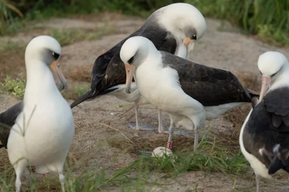 Самый старый альбатрос в мире снес яйцо / © USFWSPacific / X