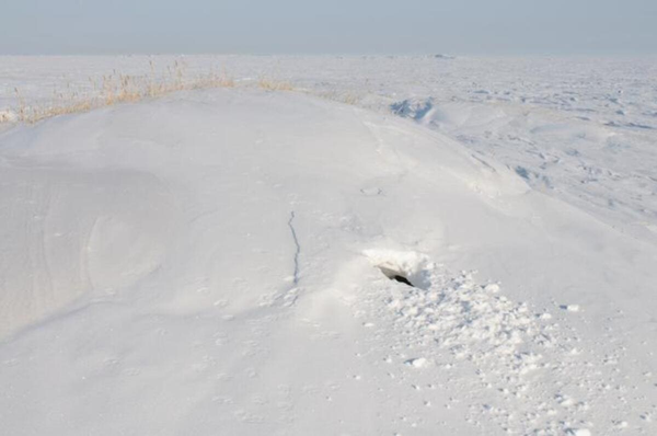 Берлога белого медведя / © Polar Bears International